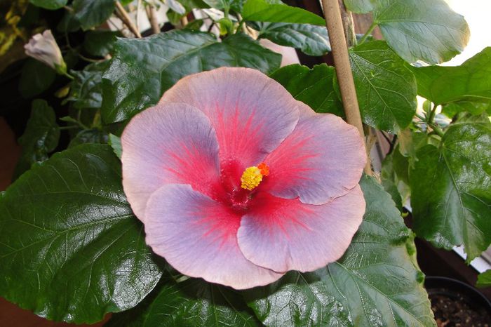  - Hibiscus Gommer 2