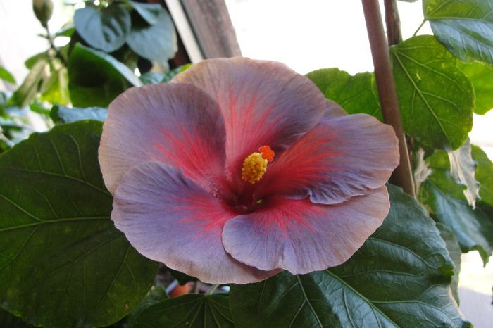  - Hibiscus Gommer 2