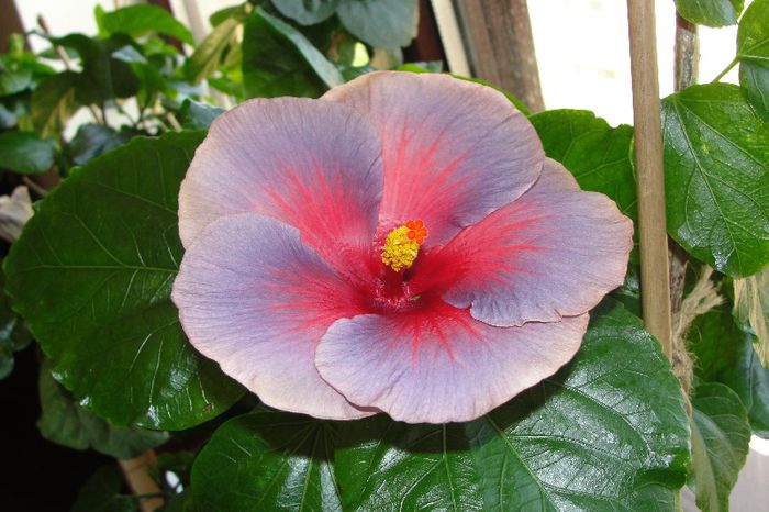  - Hibiscus Gommer 2