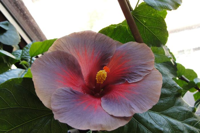  - Hibiscus Gommer 2