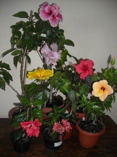 Hibiscus grup