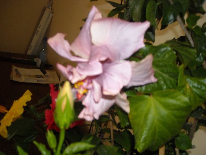 Thunderhead - Hibiscus 2013-2