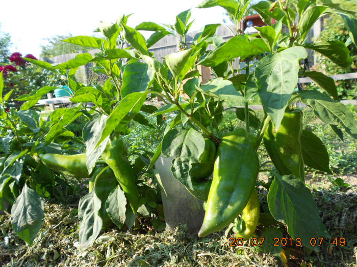 DSCN0020
