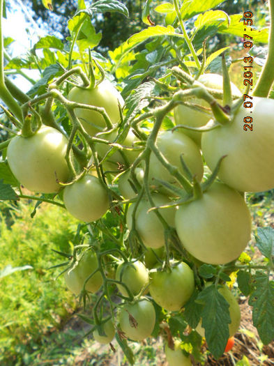 DSCN0026