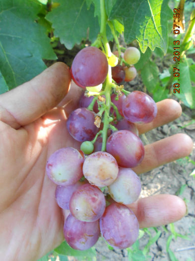DSCN0038