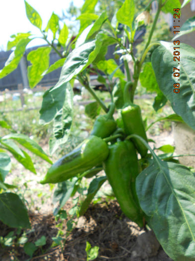 DSCN9676