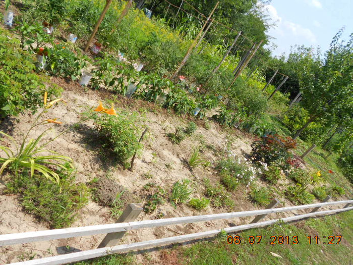 DSCN9685