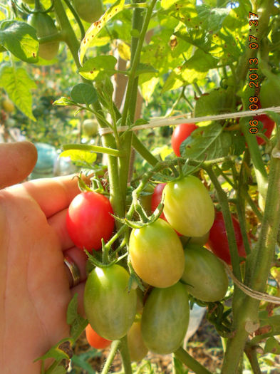 DSCN0264