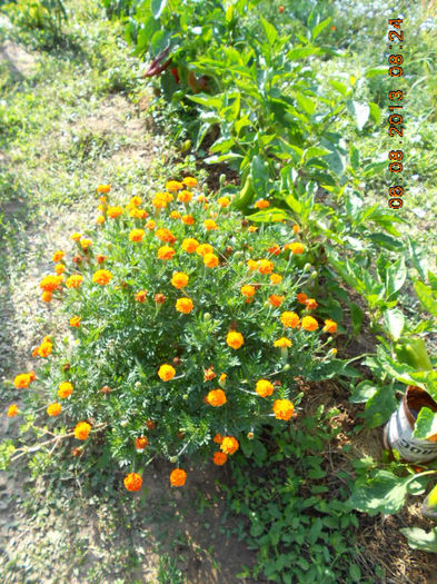 DSCN0322
