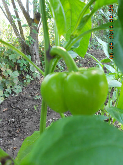 DSCN0336