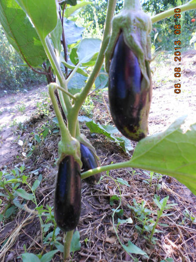 DSCN0341