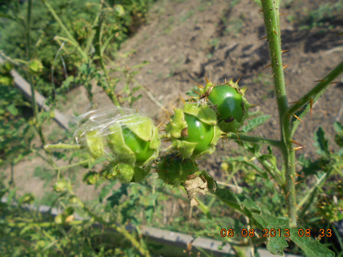 DSCN0345