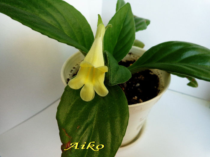 Aiko 1(13-08-2013) - Chirite-Primuline