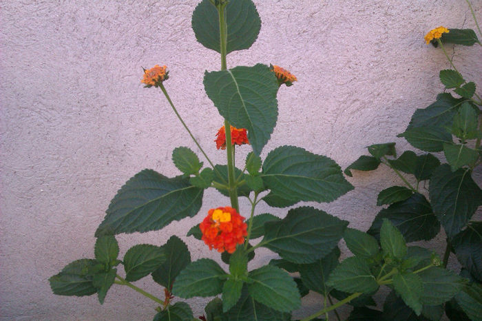 IMAG0882 - lantana