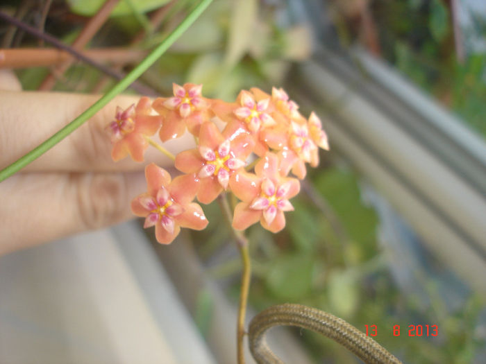 DSC08341 - Hoya Benguetensis - pierduta