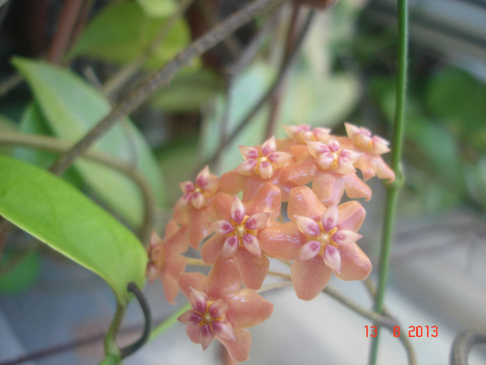 DSC08343 - Hoya Benguetensis - pierduta