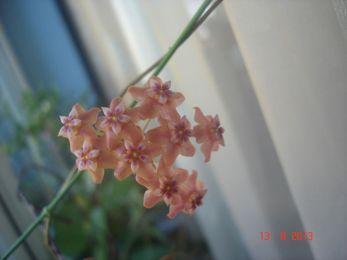 DSC08345 - Hoya Benguetensis - pierduta