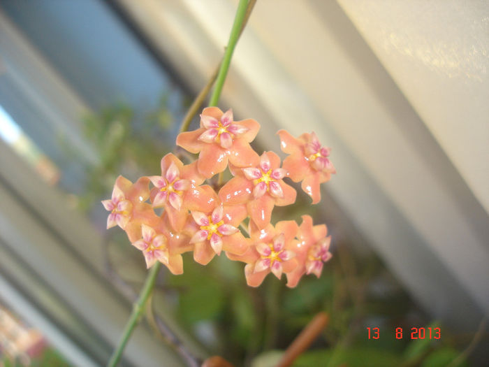 DSC08346 - Hoya Benguetensis - pierduta