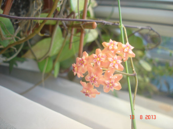 DSC08347 - Hoya Benguetensis - pierduta