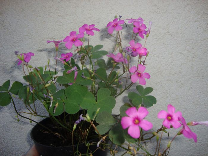  - oxalis