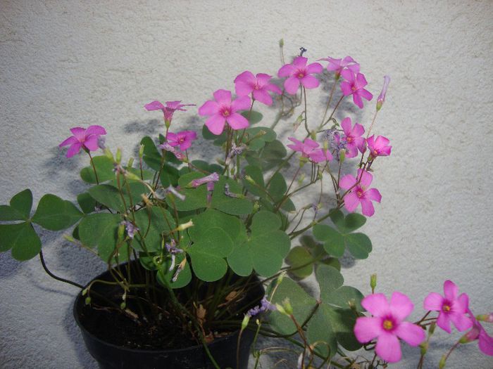  - oxalis