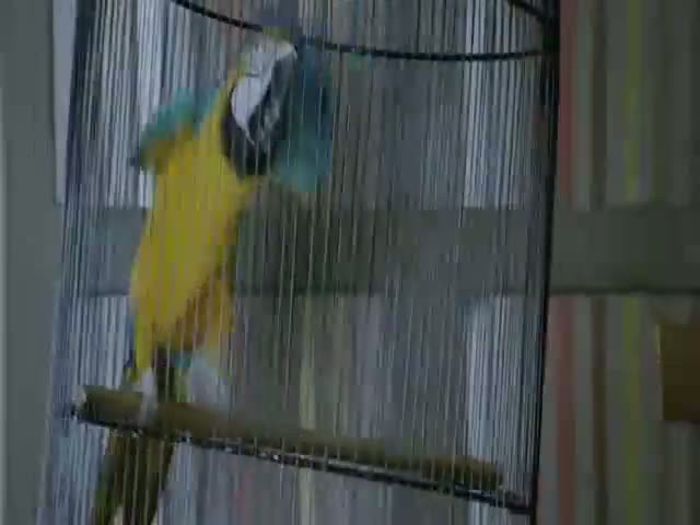 Ajutorrrr, ajutorrrr