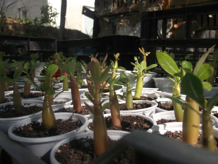 DSCF4611 - ADENIUM SI PLUMERIA asa arata acum