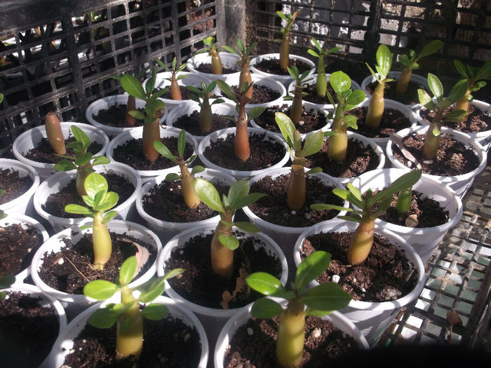 DSCF4612 - ADENIUM SI PLUMERIA asa arata acum