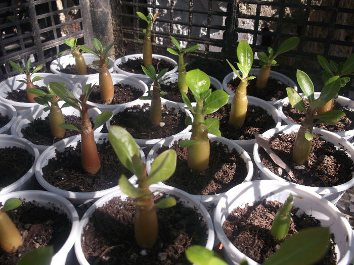 DSCF4613 - ADENIUM SI PLUMERIA asa arata acum