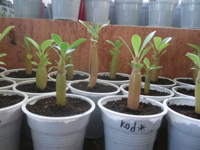DSCF4616 - ADENIUM SI PLUMERIA asa arata acum