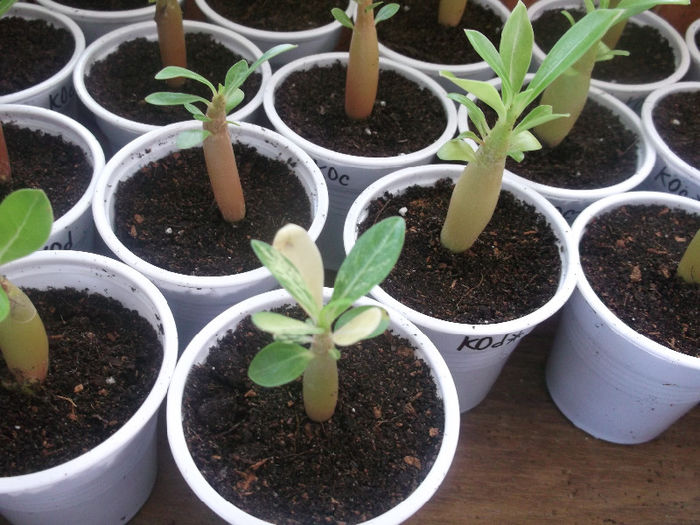 DSCF4619 - ADENIUM SI PLUMERIA asa arata acum