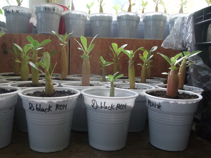 DSCF4633 - ADENIUM SI PLUMERIA asa arata acum