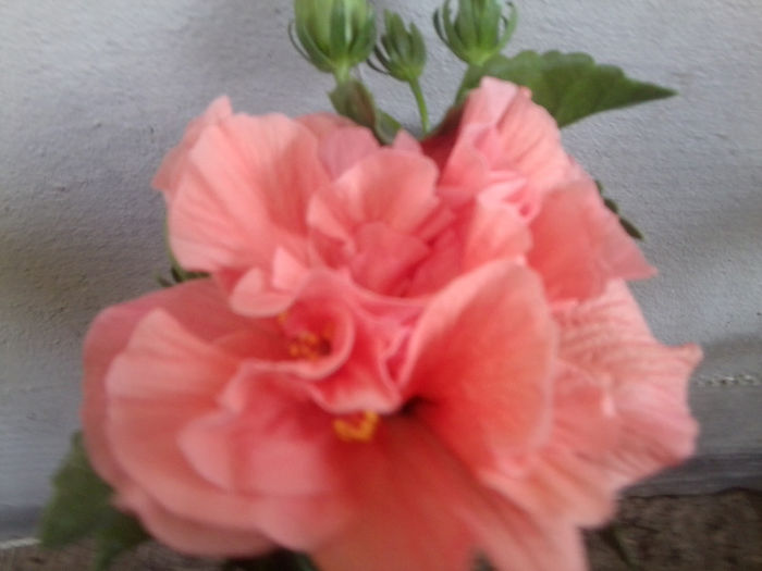 Fotografie5803 - hibiscusi 2013-2