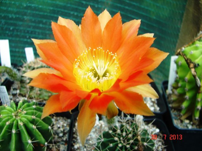 DSC01650 - 2013 Iulie