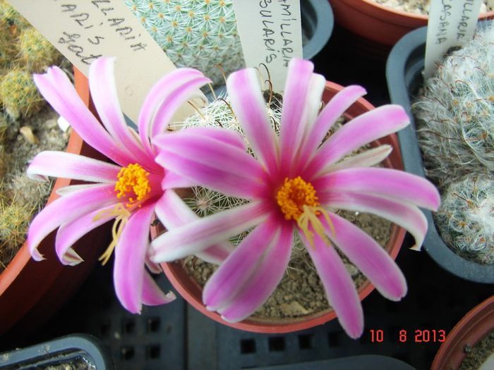 DSC01747