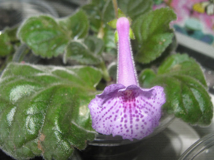  - mini sinningii