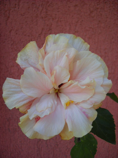 CAiro Pink  ! 13 august-N