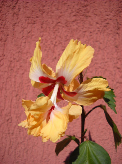 El cap.yellow13.0.013
