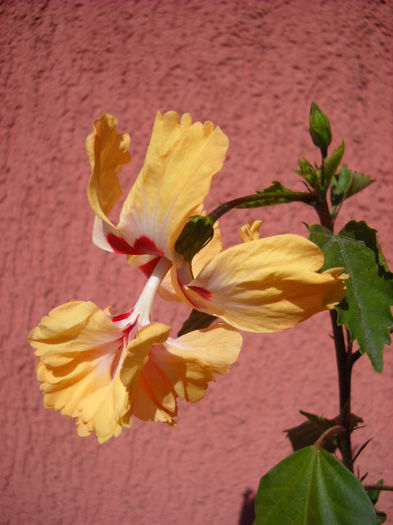 13 august - HIBISCUS- 2013
