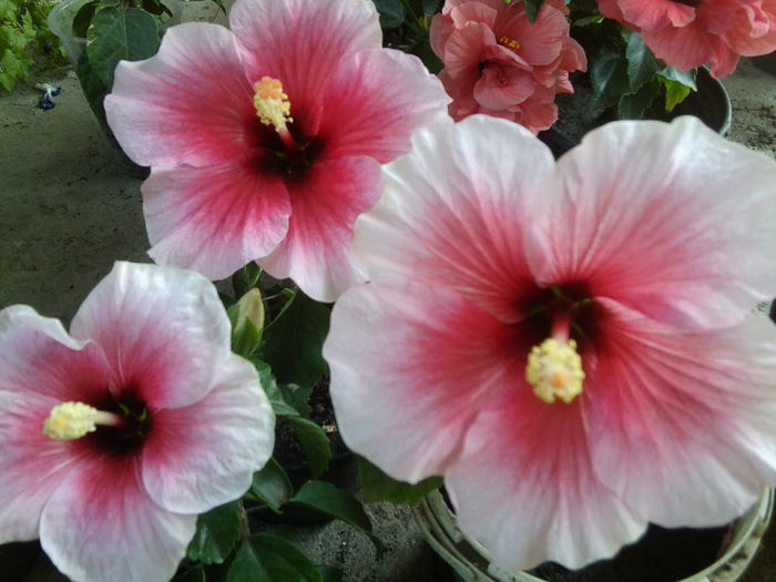 Fotografie5770 - pink dream -22