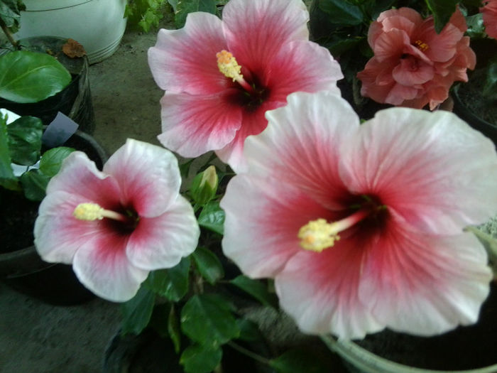 Fotografie5773 - pink dream -22