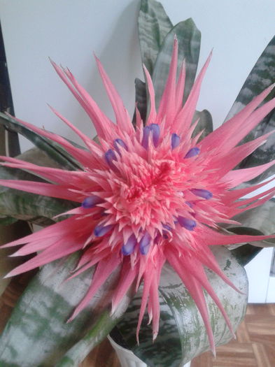 2013-08-11 09.03.46 - Aechmea