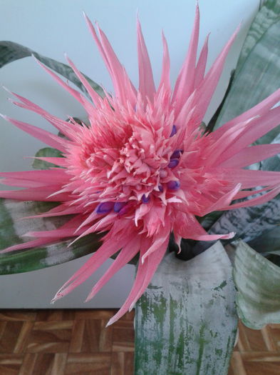 2013-08-08 14.54.09 - Aechmea