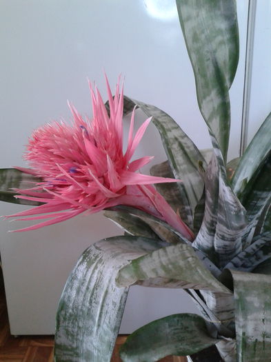 2013-08-08 14.54.31 - Aechmea