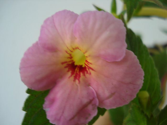 Hard to Get - ACHIMENES