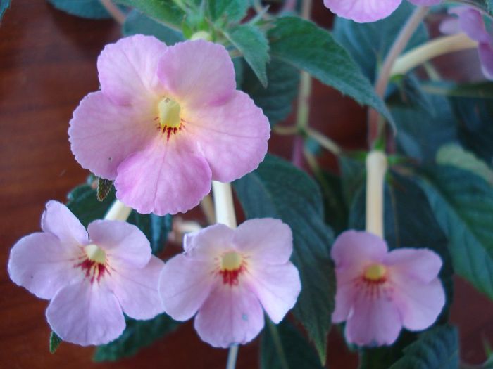 Ice tea - ACHIMENES