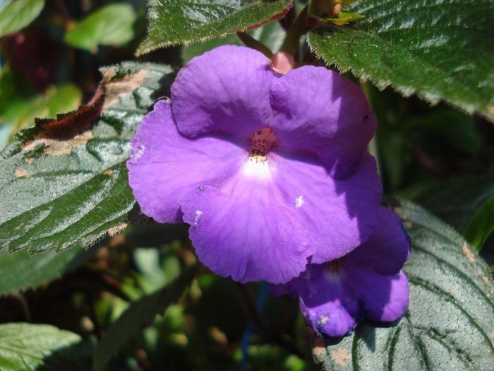 DSC08897 - ACHIMENES