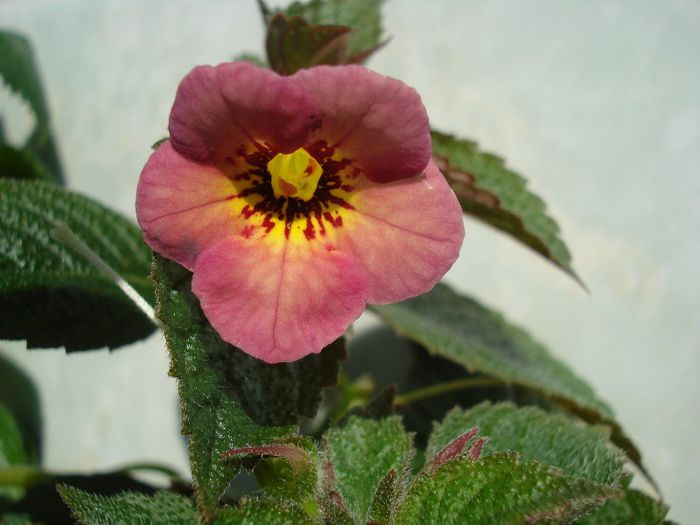 Hard to Get - ACHIMENES