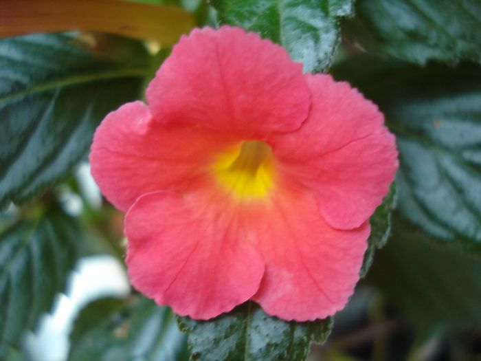 Orange delight - ACHIMENES