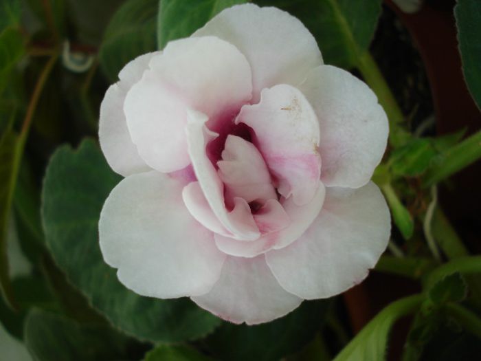 DSC08893 - FLORI 2013